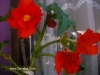 Most viewed - zamakat's Gallery mini-botanicheskata-gradina_(4).JPG