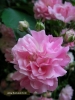 Most viewed - magnolia's Gallery zamakat-gradina_(60)~0.JPG