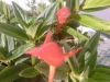 Most viewed - magnolia's Gallery 006694690.jpg
