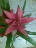 Most viewed - Моите цветя 009149087.jpg