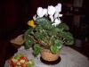 Top rated - magnolia's Gallery IMGP0528.jpg