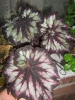 Most viewed - Моите цветя Begonia_rex.JPG