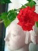 Most viewed - zamakat's Gallery Hibiscus_rosa-chinensis.JPG