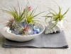 Top rated shell-garden-air-plant.jpg